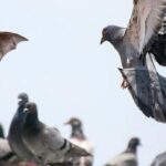 Manejo de Pombo e Morcego: Controlamos a presença de pombos e morcegos, minimizando riscos à saúde e danos estruturais, respeitando as normas ambientais.
